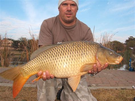 carp fish|Home .